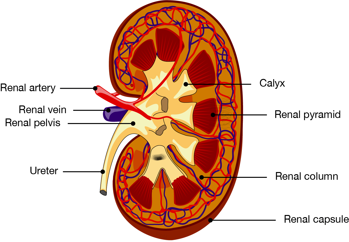 Cross-section of a kidney labelling the renal artery, vein, pelvis, column, pyramid, capsule, calyx and ureter