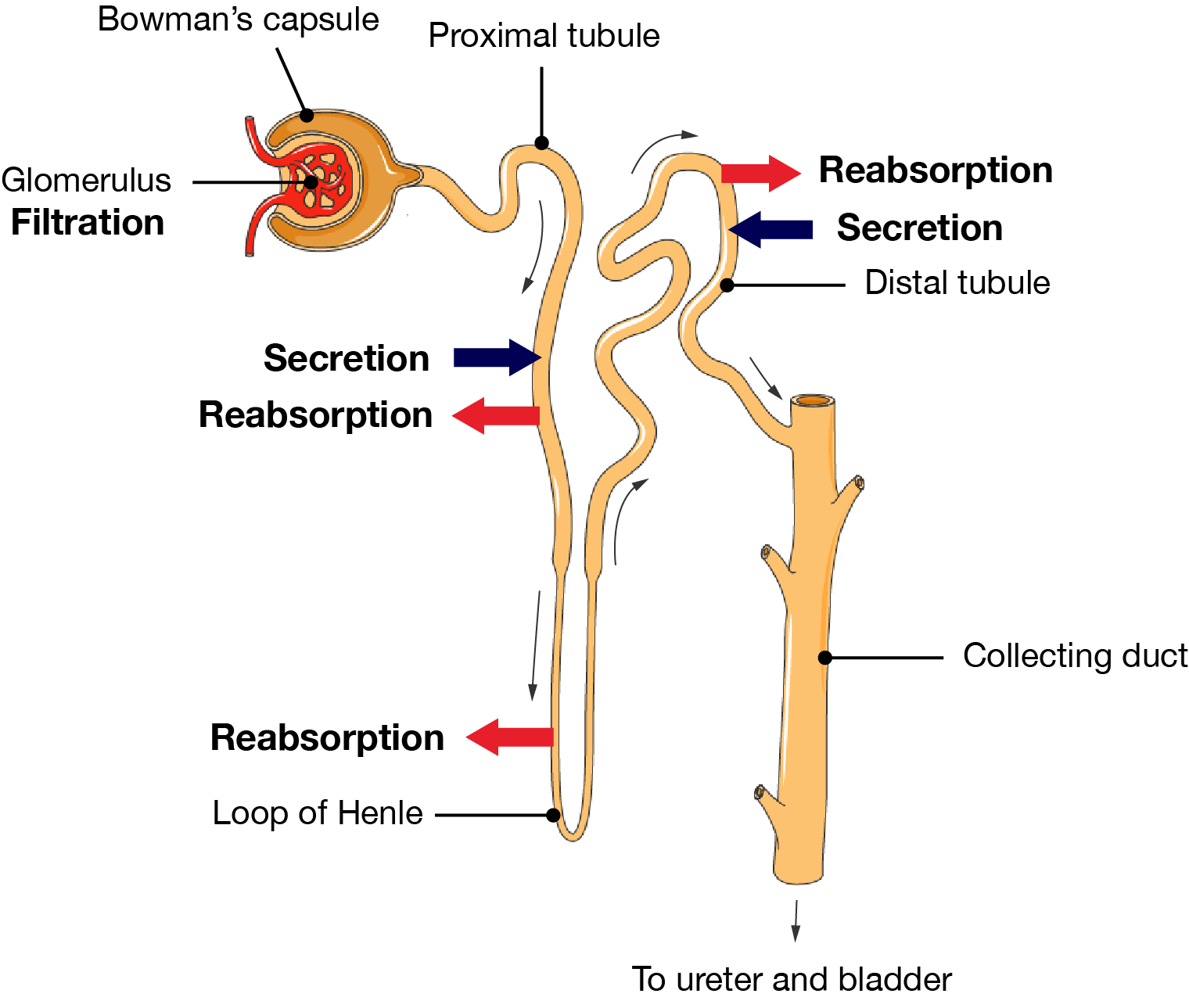 Nephron.