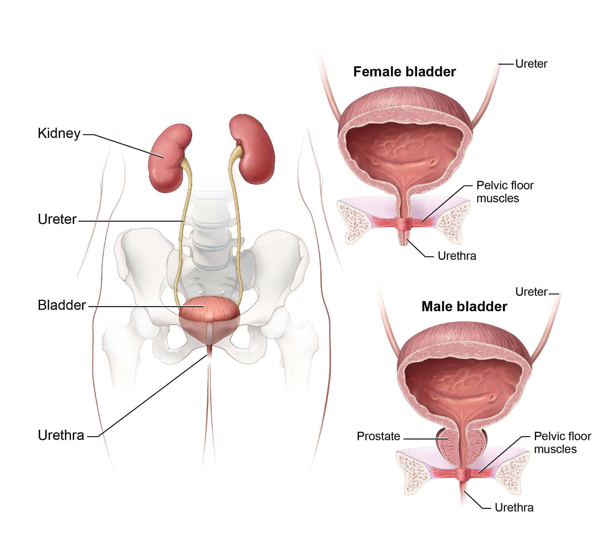 Urinary tract.