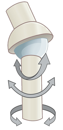 Diagram of a ball and socket joint, with arrows showing movement in several directions