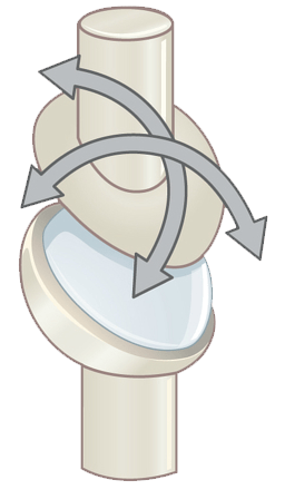 Diagram of a condyloid joint, with arrows showing movement in two planes