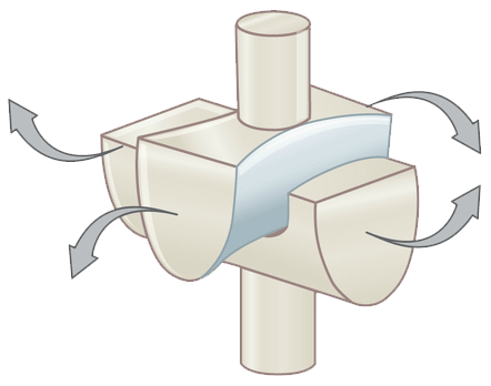 Diagram of a saddle joint, with arrows showing movement back and forth and side to side