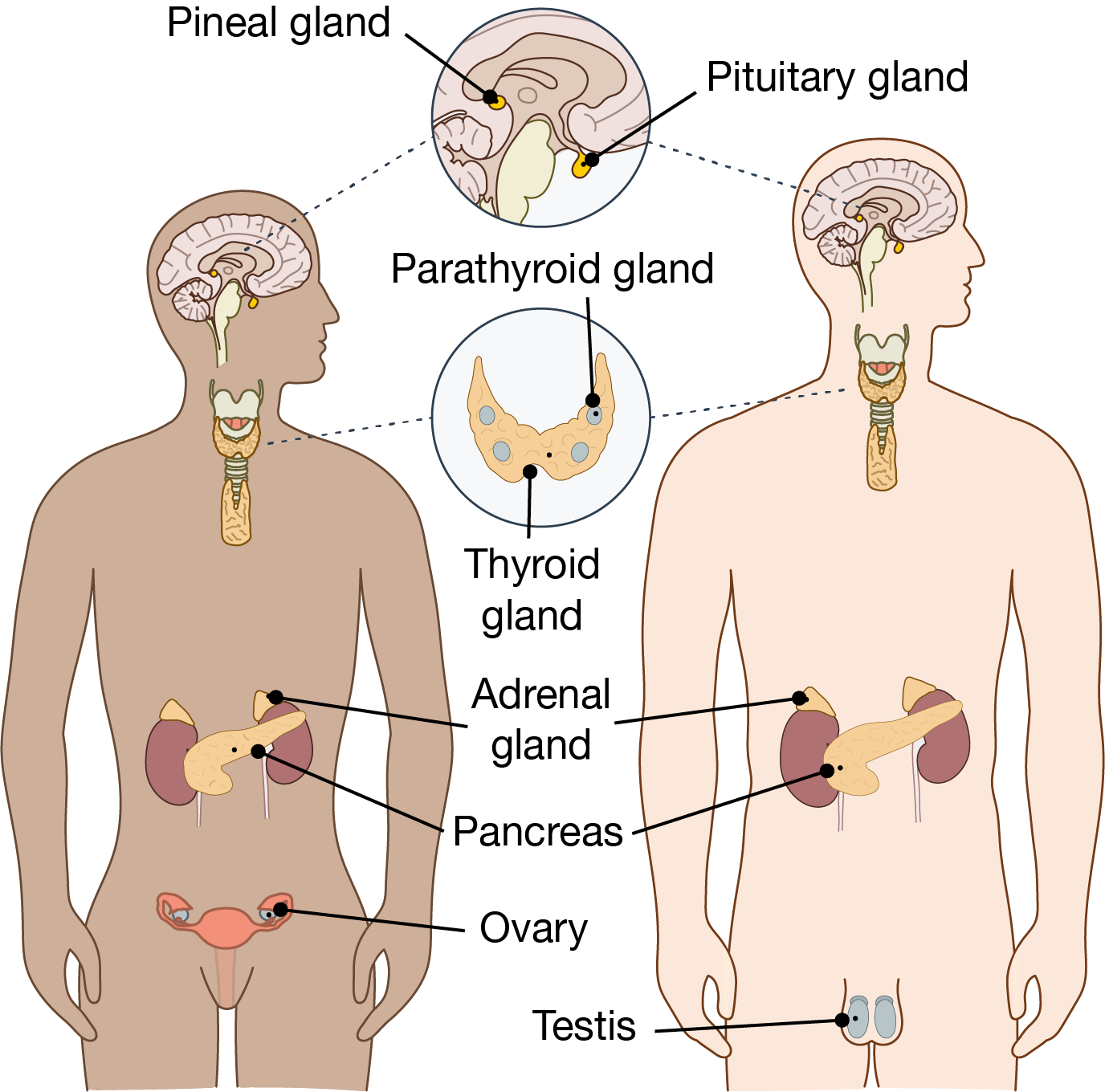 Endocrine system organs.