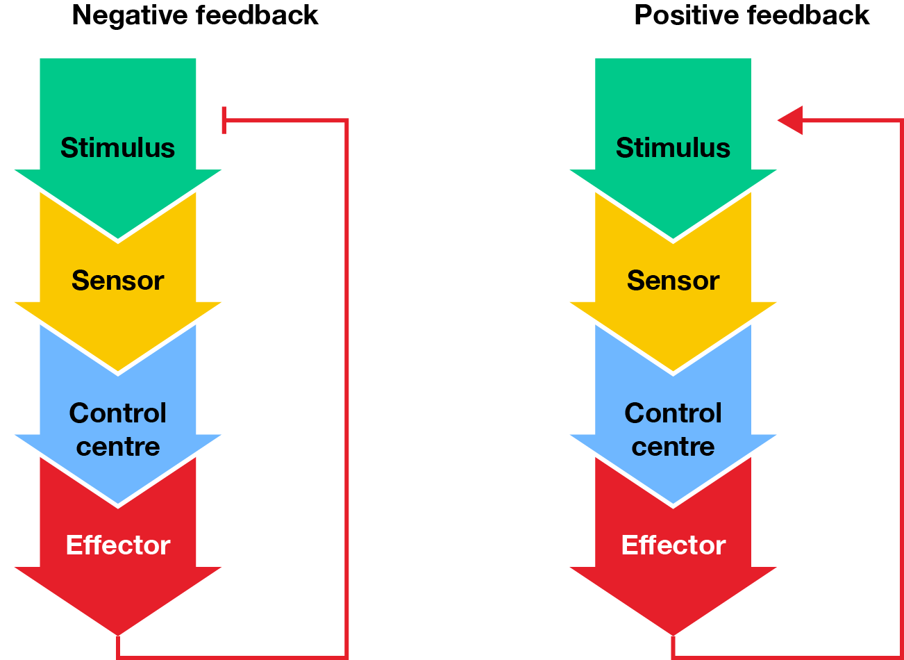 Flow charts depicting negative and positive feedback loops.