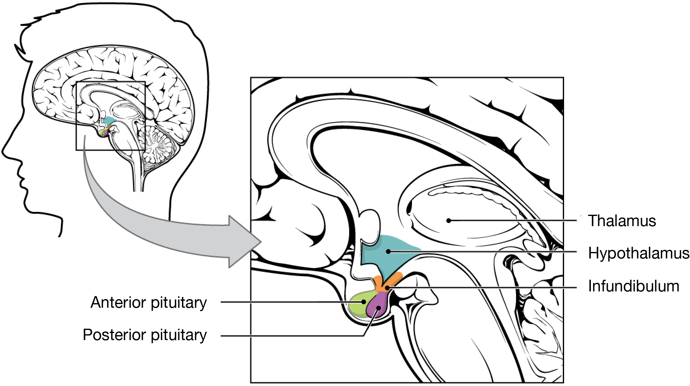 The hypothalamus and pituitary gland.