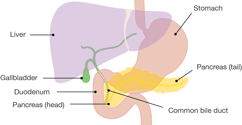 Diagram of the pancreas with the liver, gallbladder, stomach, duodenum, pancreas head and tail, and common bile duct labelled
