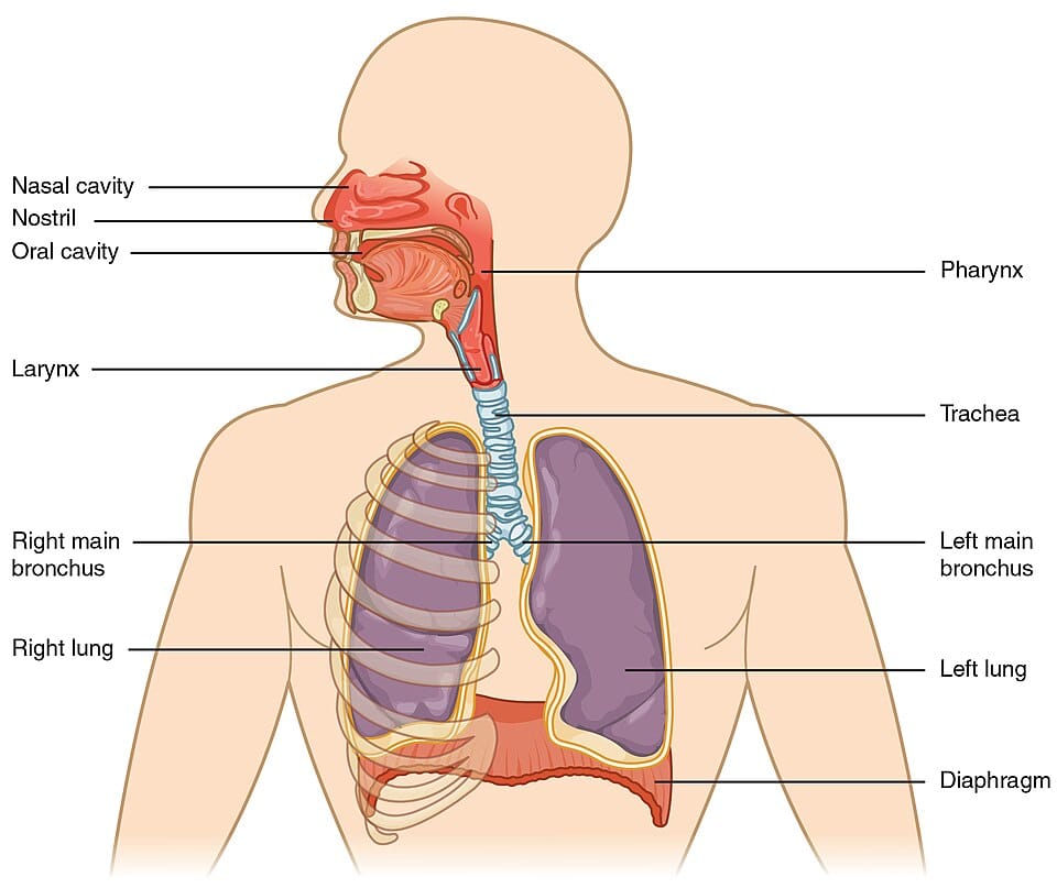 Major respiratory organs.