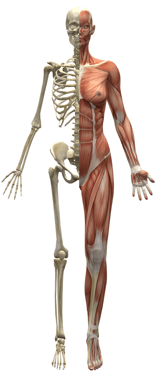 Skeleton and muscles.