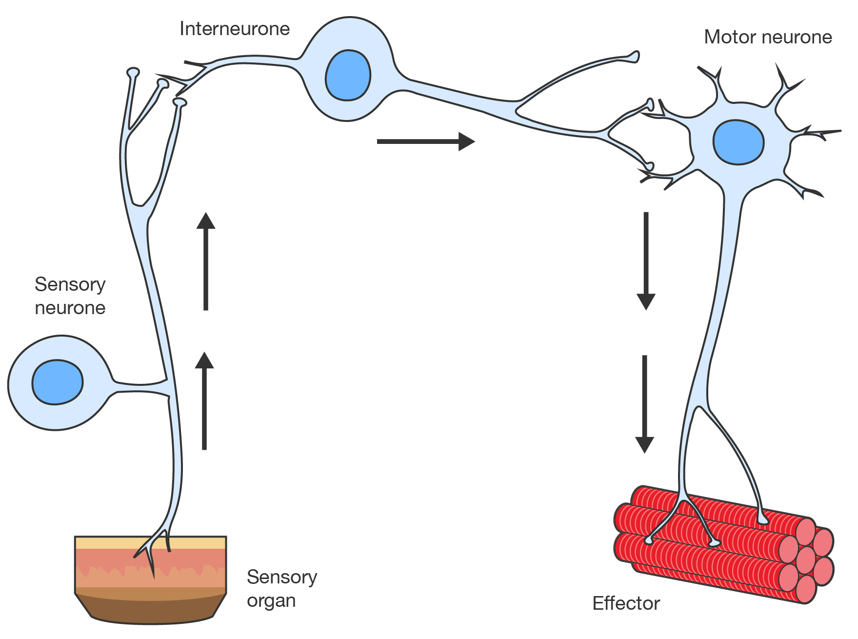 The pathway for nerve impulses, beginning at the sensory organ, then passing to a sensory neurone, an interneurone, a motor neurone, and finally, the target tissue.