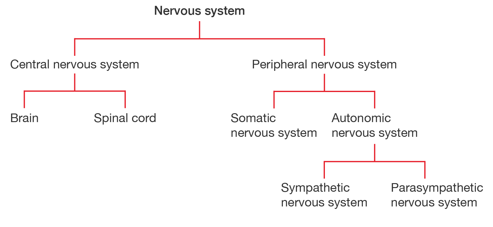 Nervous system flowchart.