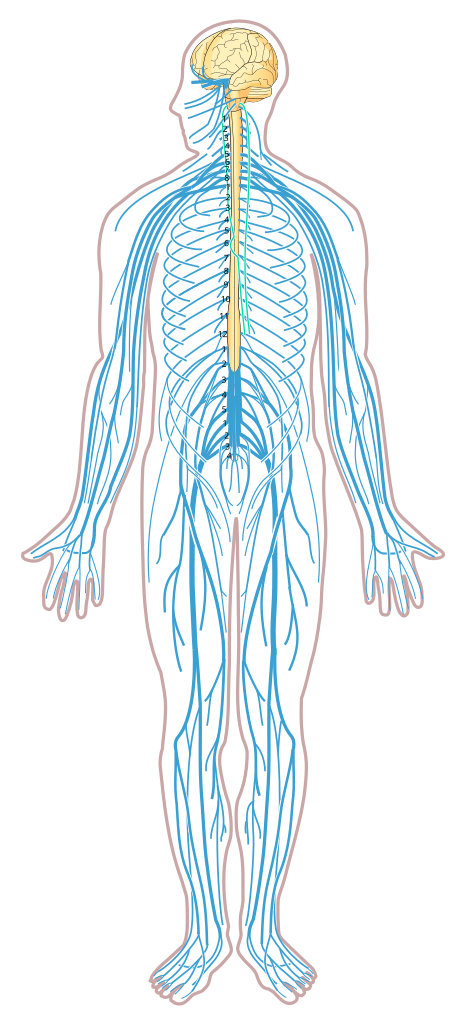 The nervous system.