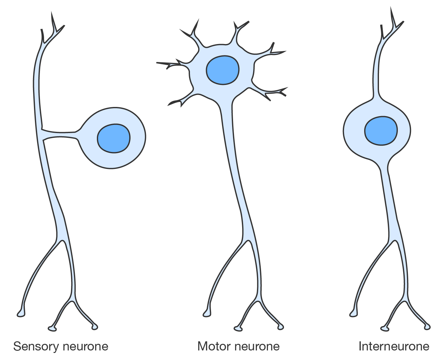 A sensory neurone, motor neurone and interneurone.