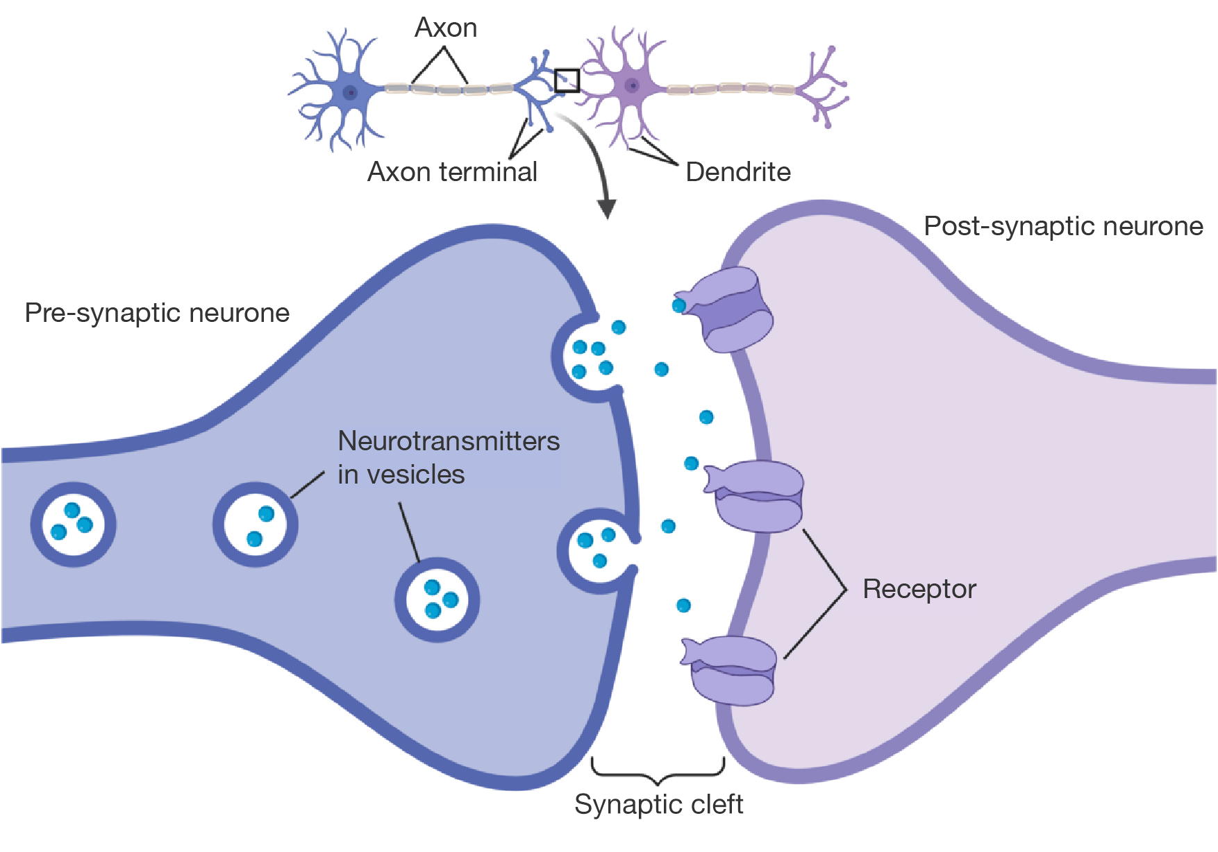 Neurotransmitters