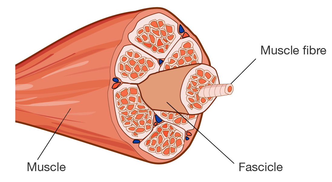 Skeletal muscle showing fibres and microfibrils.