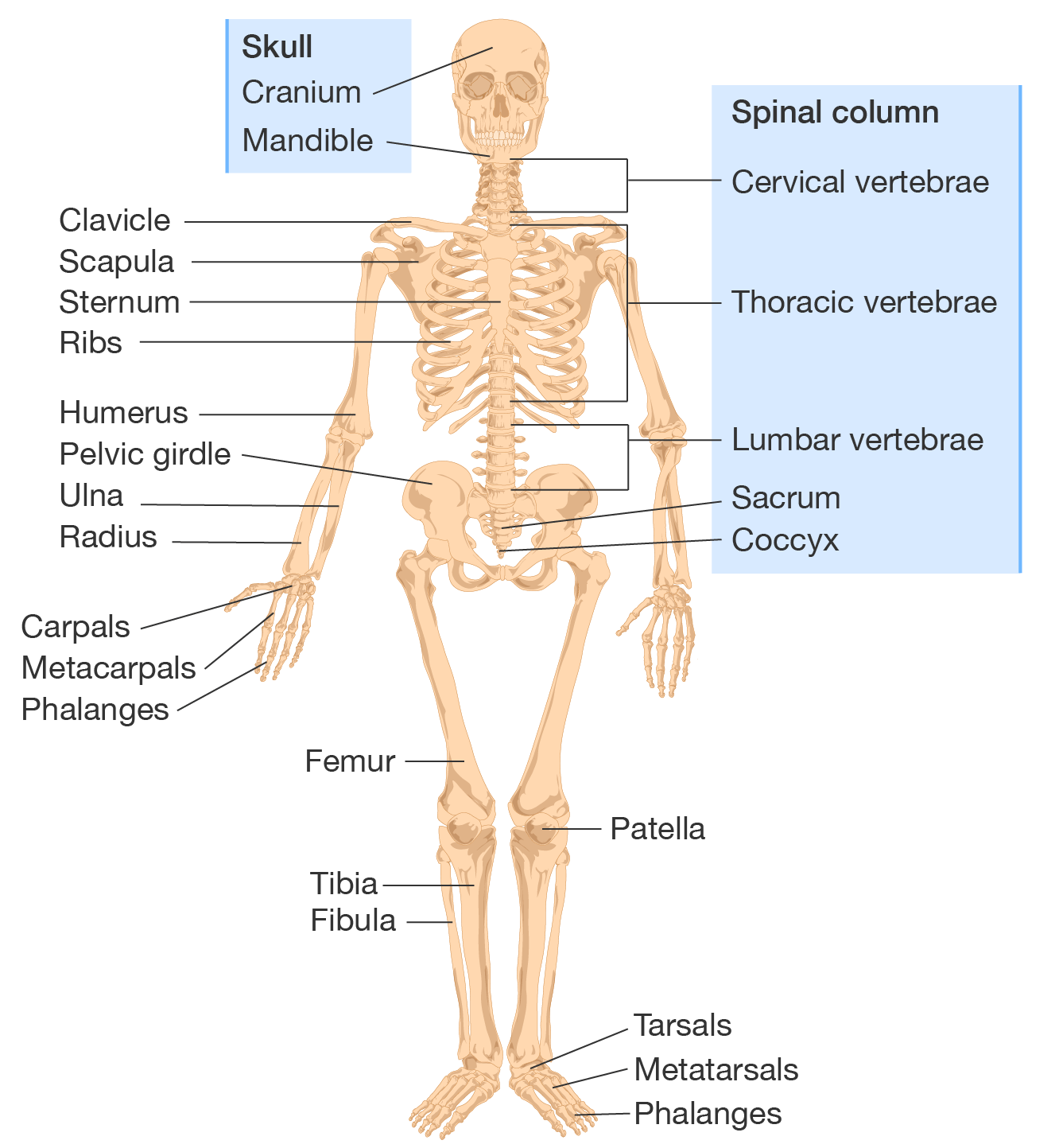A labelled diagram of the human skeleton.