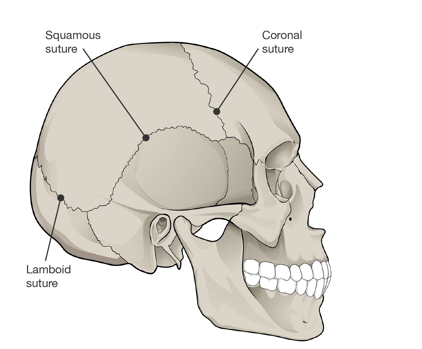Skull showing coronal, lambdoid and squamous sutures.