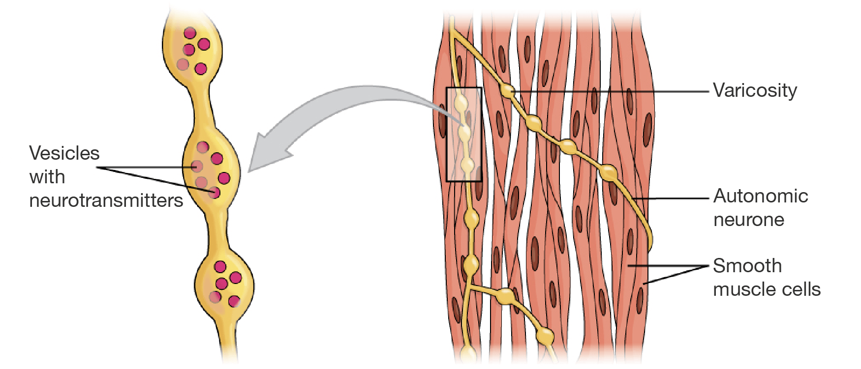 Smooth muscle.