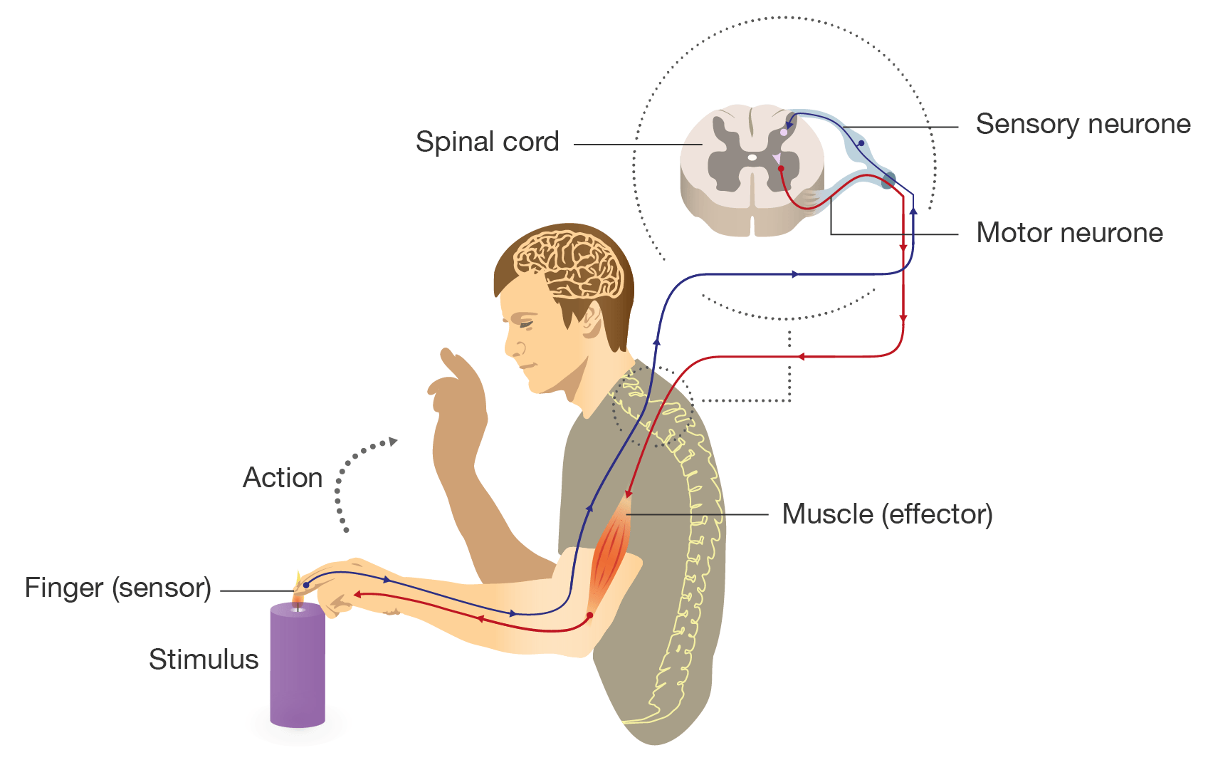 Reflex arc