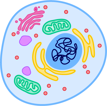 Round cell with contained DNA and various organelles inside.