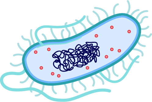 Bean-like cell with a tangle of DNA in the centre, ribosomes and long hair-like protrusions extending from the surface.