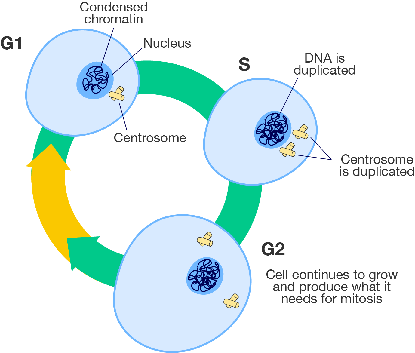A diagram of the cell cycle with details on the three stages of interphase.
