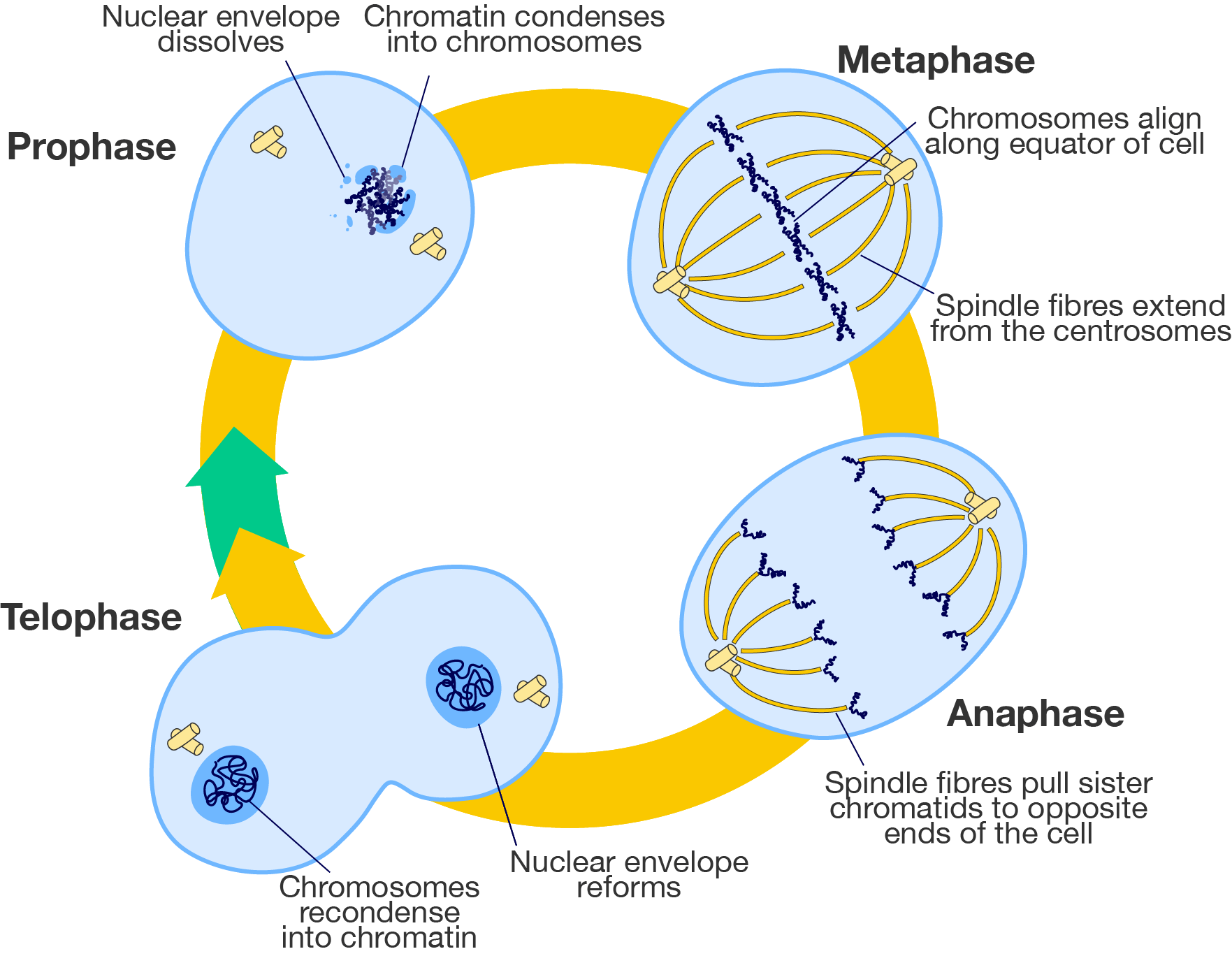 A diagram of the cell cycle with details on the four stages of mitosis.