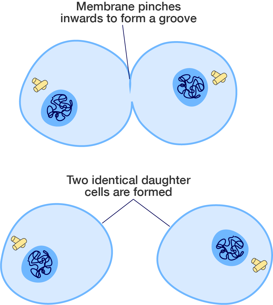 A diagram of a cell undergoing cytokinesis.