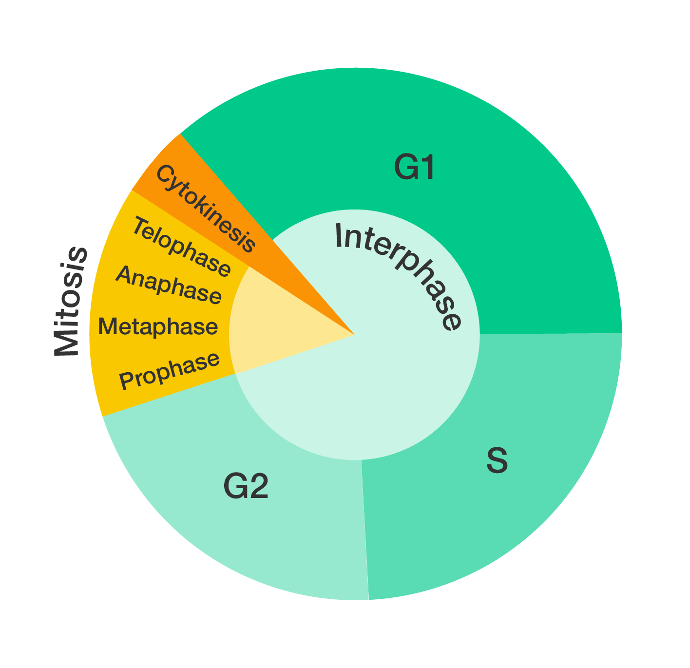 A simplified representation of the cell cycle, shown as a donut chart. Interphase consists of stages G1, S and G2. Mitosis consists of prophase, metaphase, anaphase and telophase. Cytokinesis concludes the cell cycle.