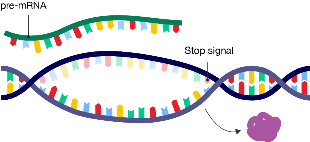 A segment of double-stranded DNA that is partially unwound from its double helix structure. RNA polymerase has reached the end of the unwound section of DNA, labelled the stop signal, and has detached from the DNA strand. A single strand of pre-mRNA is released.