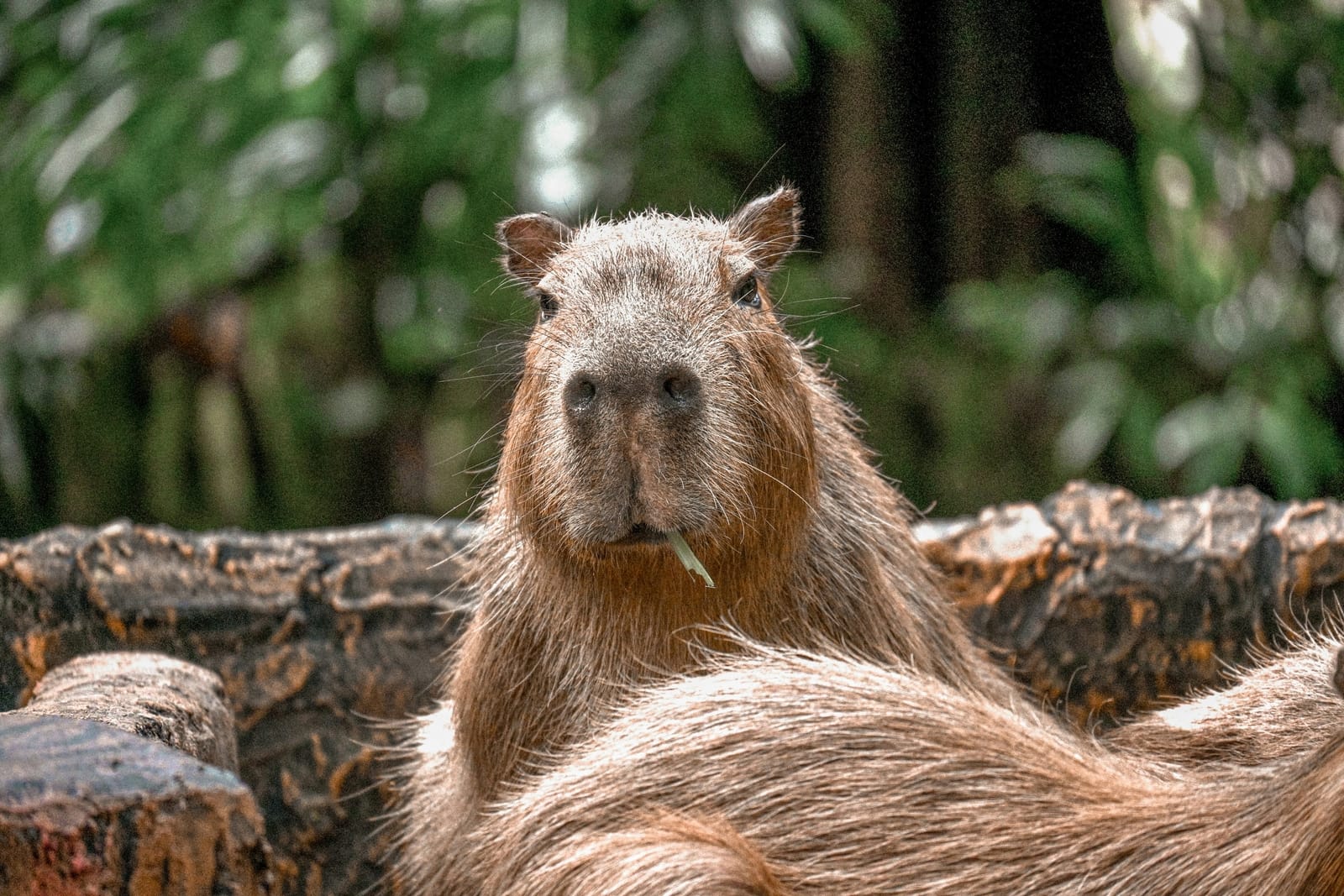 A capybara.