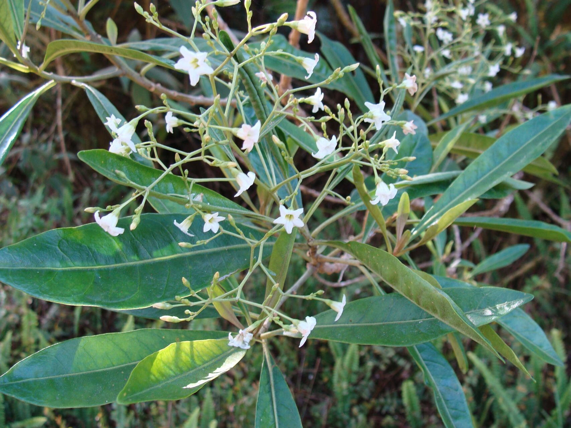 Corkwood tree branches with narrow green leaves and small white flowers