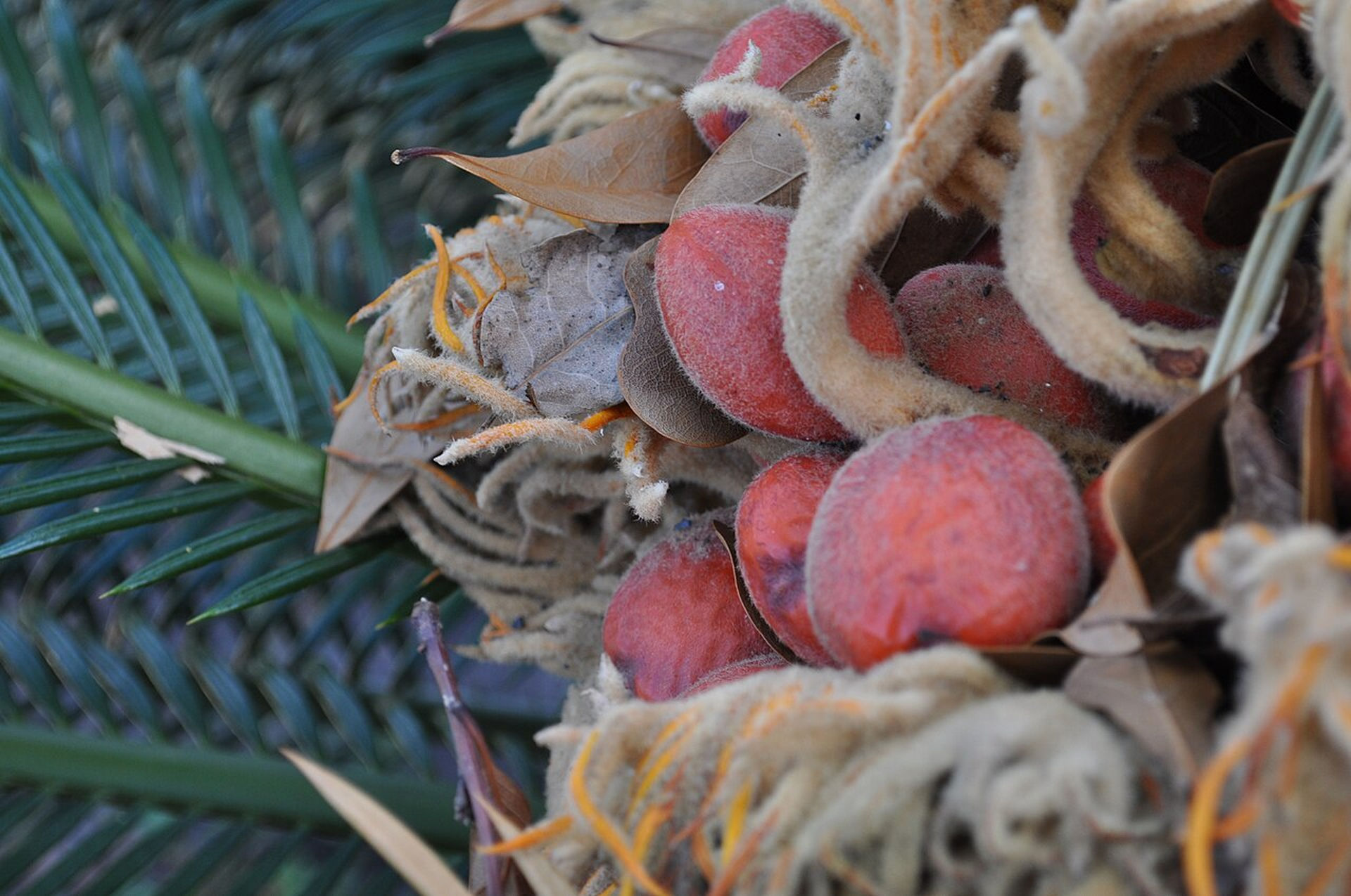 Cycad seeds.