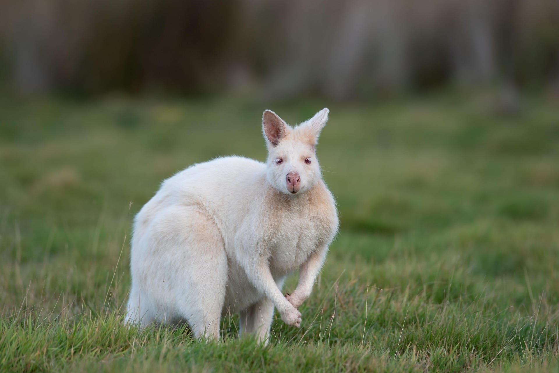 An albino wallaby.
