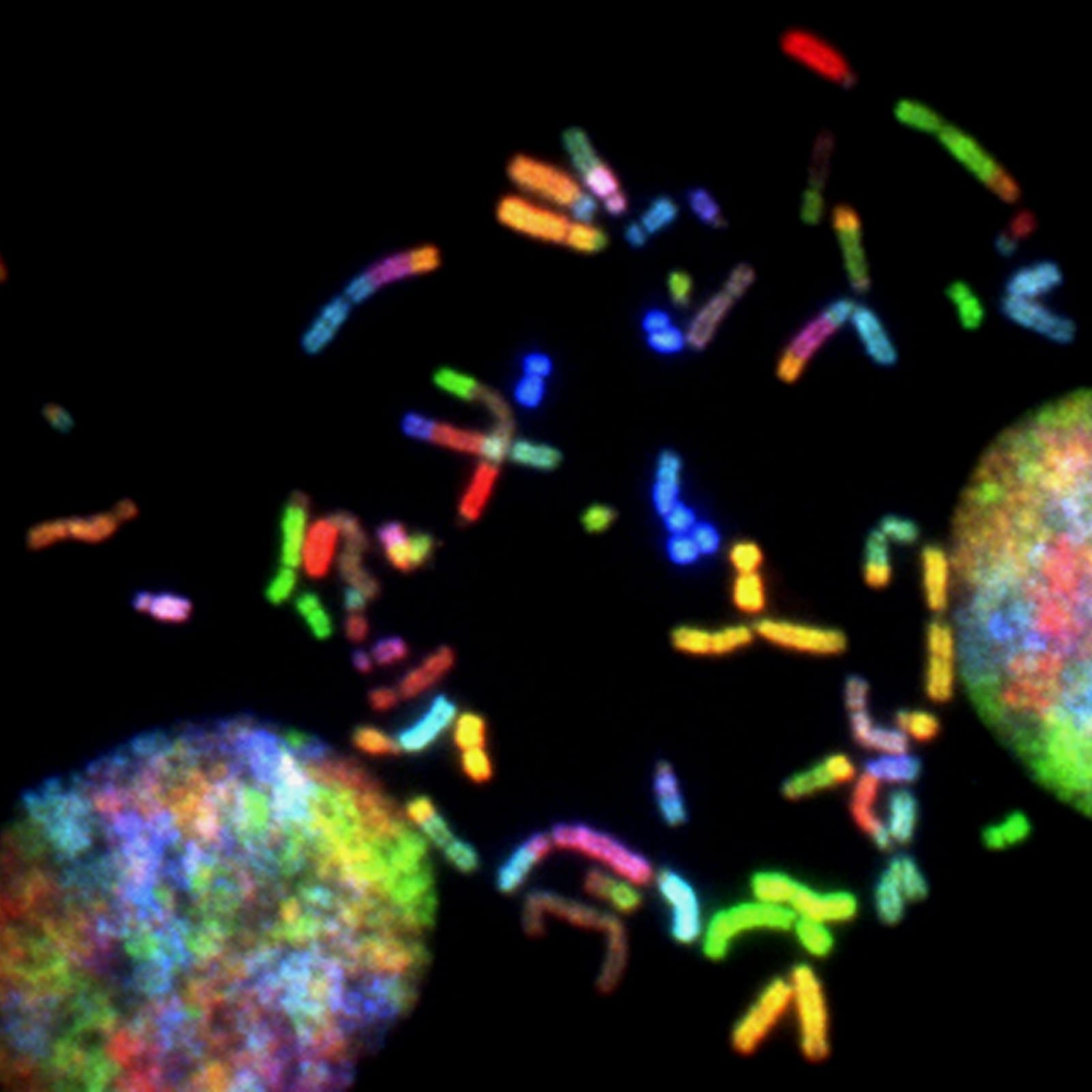 Image of fluorescent, vividly coloured chromosomes against a black background. The chromosomes appear in various shapes and sizes, displaying a spectrum of colours, including red, green, blue, and orange. Two out-of-focus, spherical structures are visible at the edges.