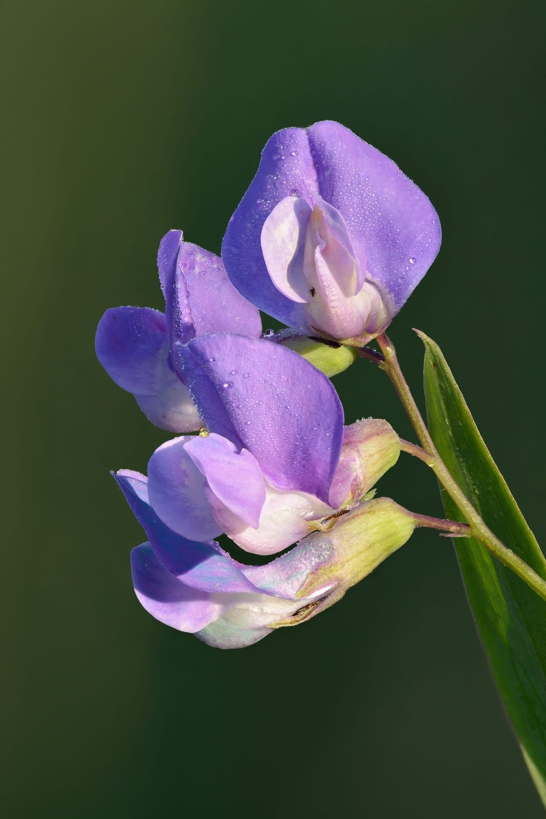 Purple pea plant flowers
