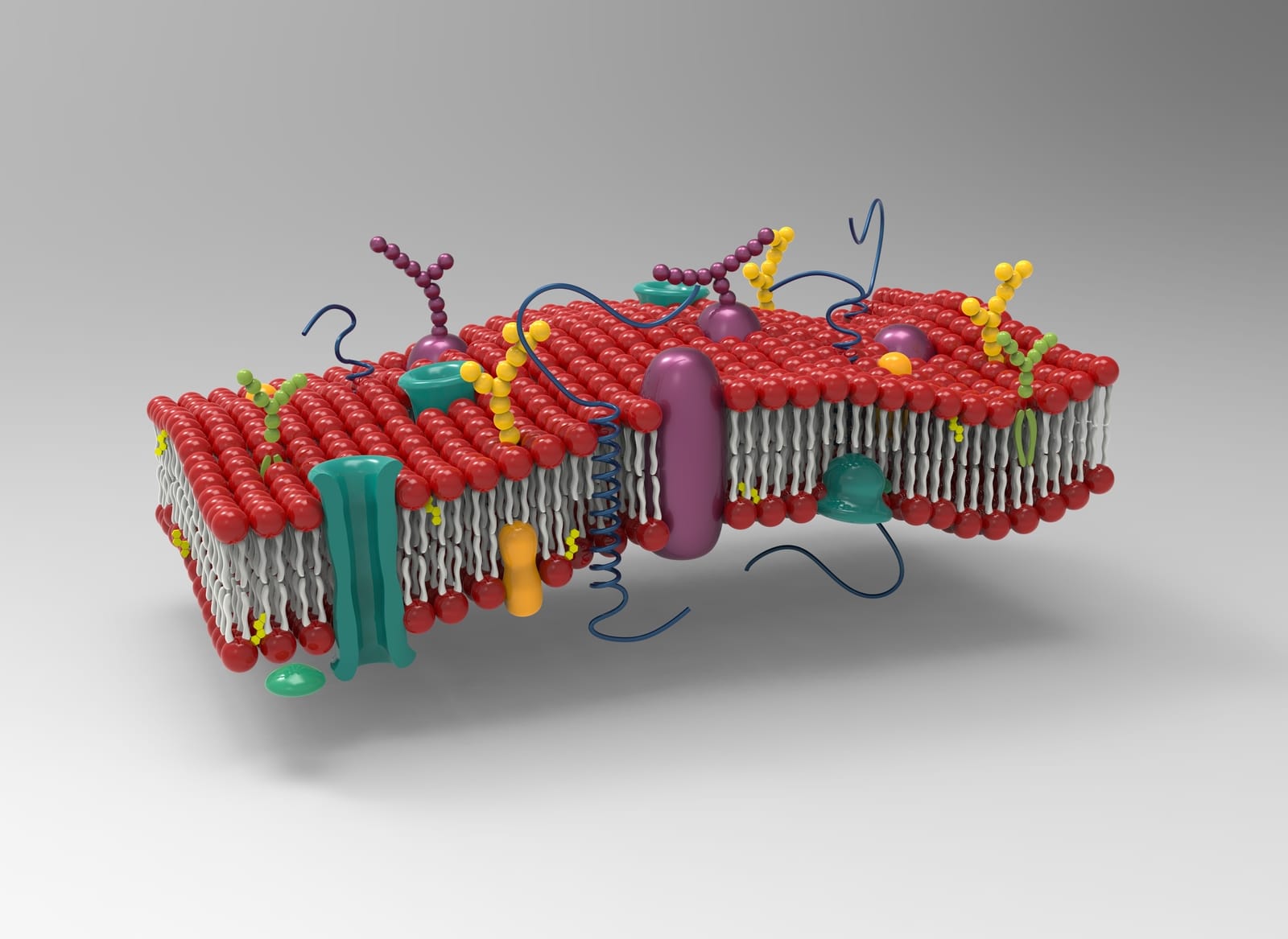 Section of a plasma membrane.