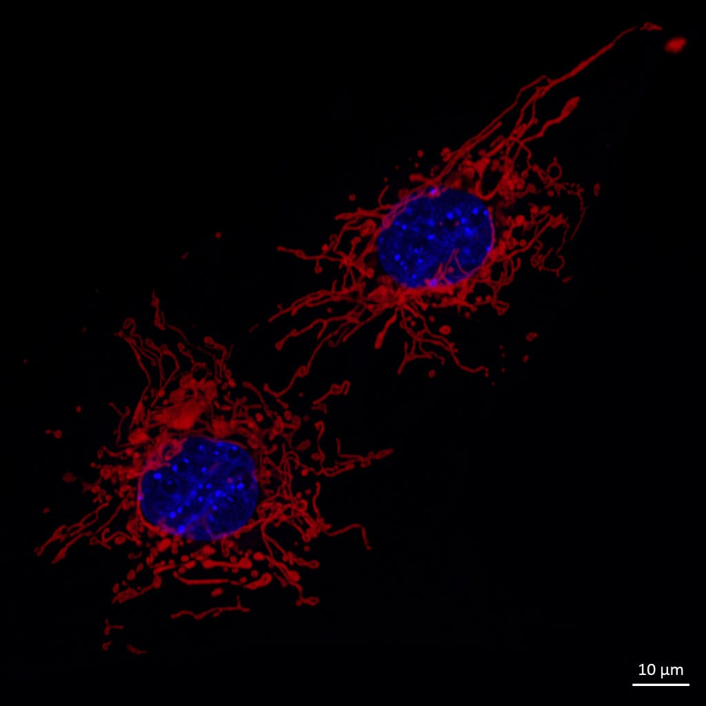 A fluorescent microscopy image with two cells shown. The blue regions are the nuclei and the red wisps are the mitochondrial matrix.