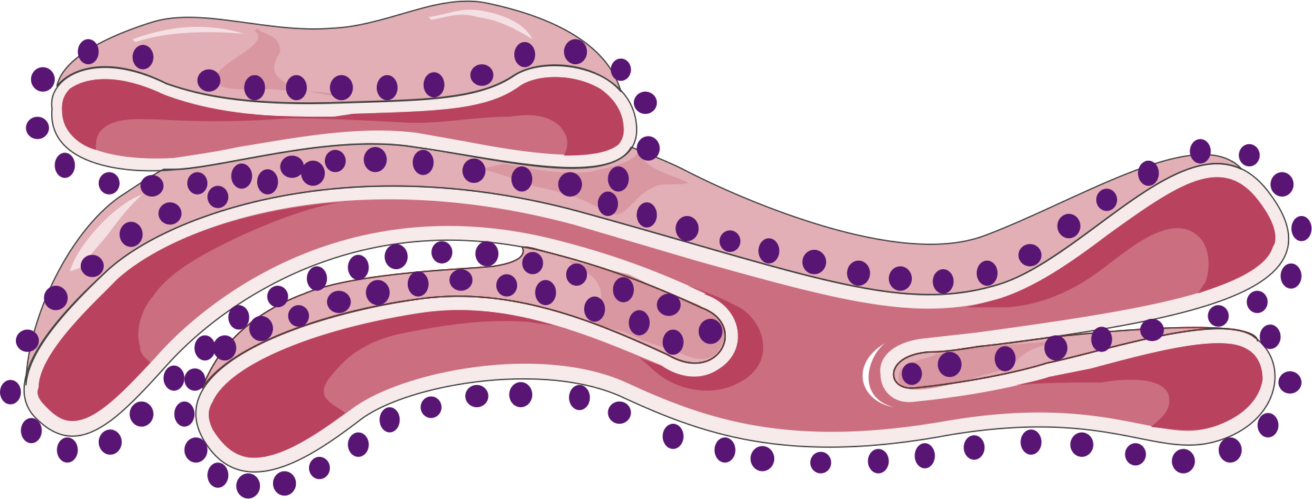 Rough endoplasmic reticulum.