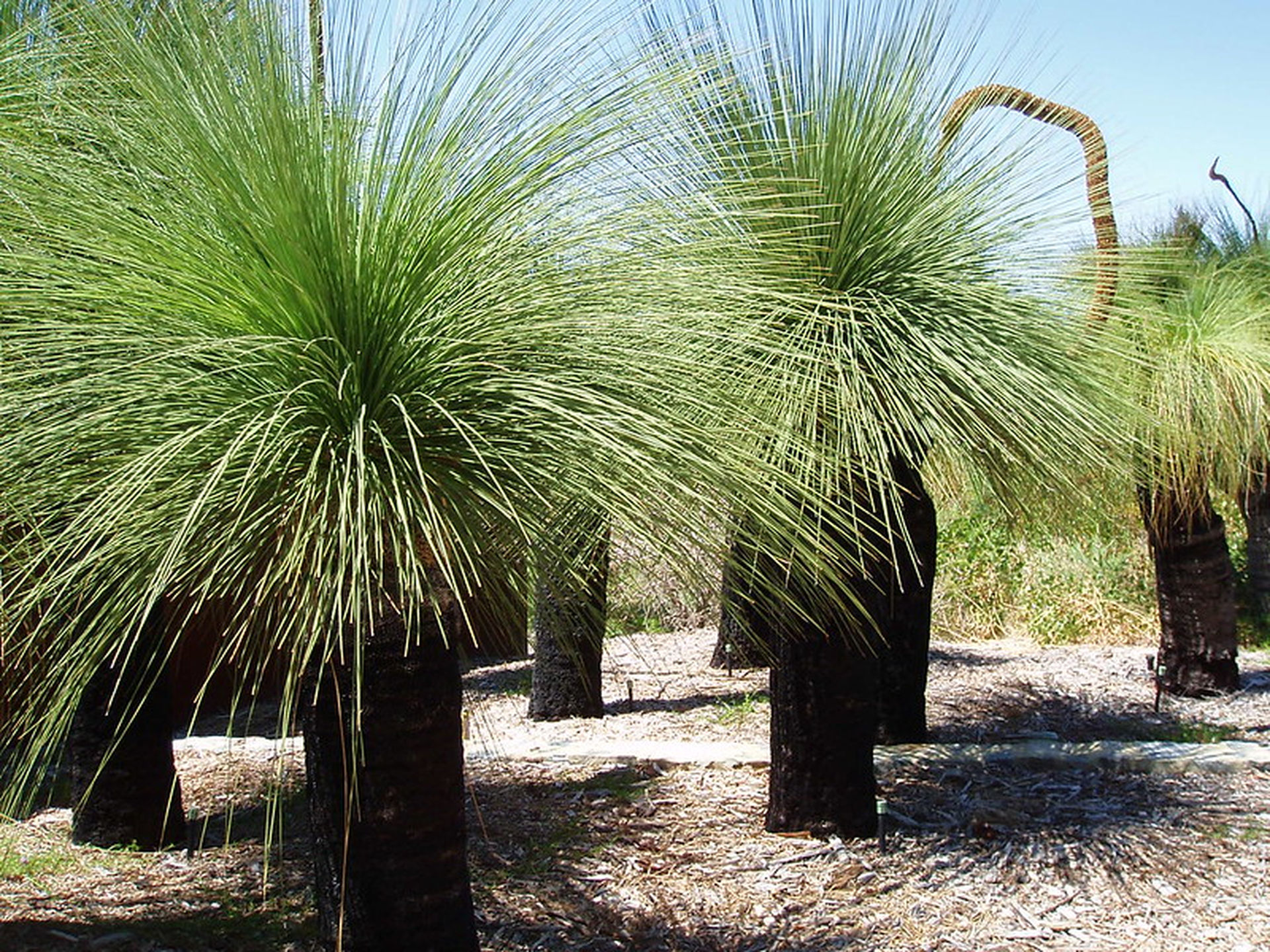 Grasstrees.