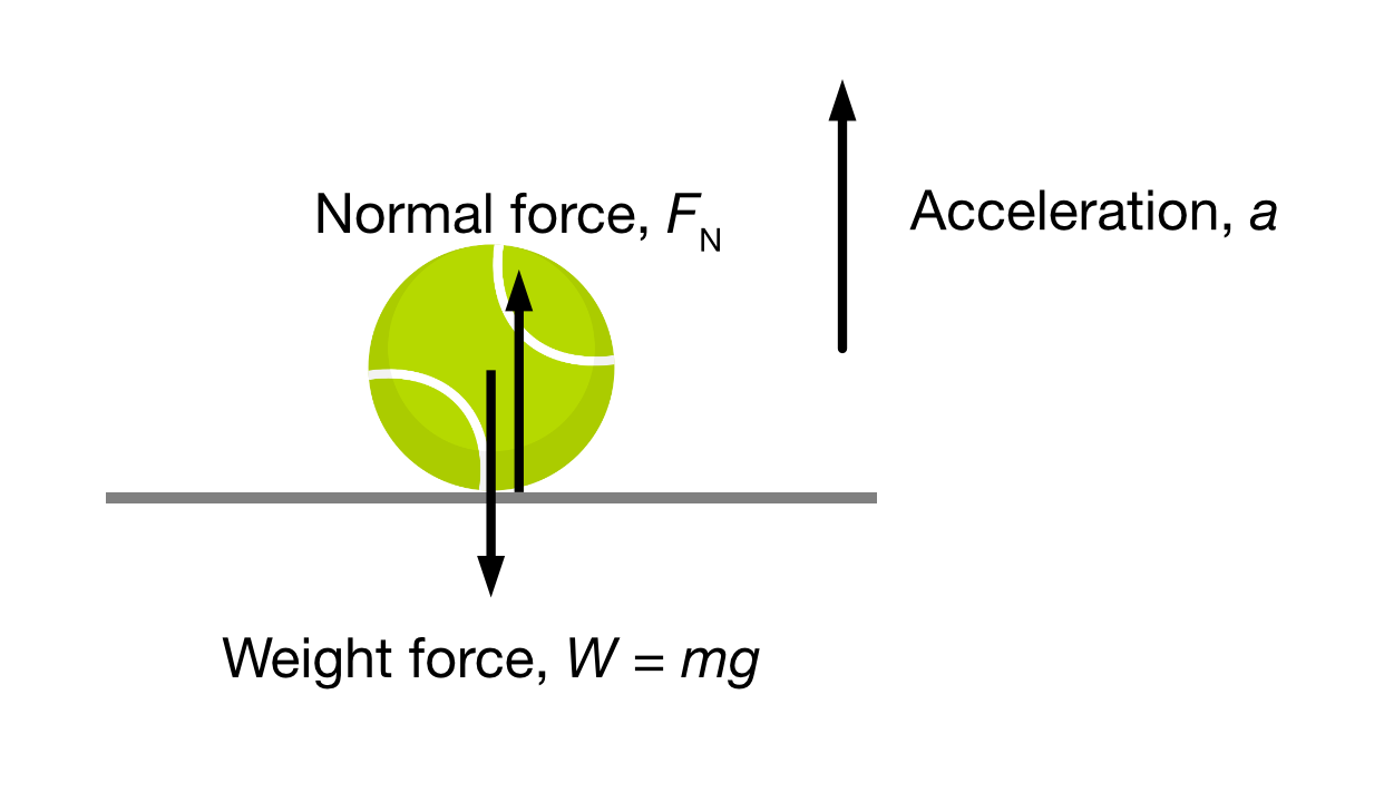 A bouncing ball making contact with a surface accelerates upwards, with the normal force and weight forces acting in opposite directions