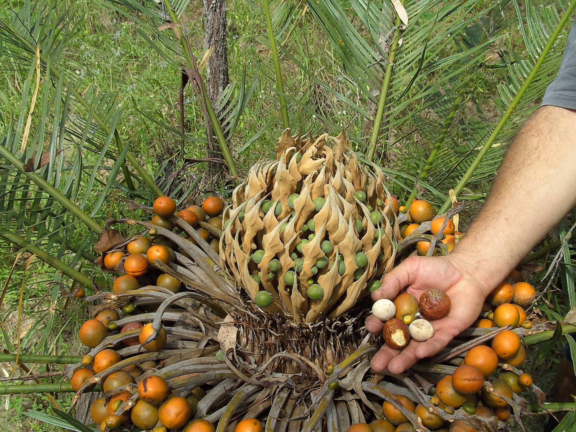 Cycad seeds.