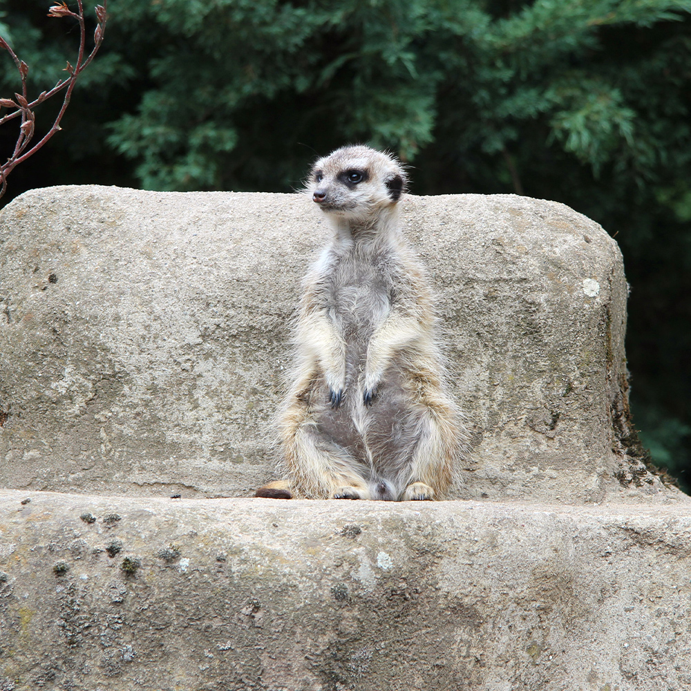 A lonely meerkat sitting on stone during daytime