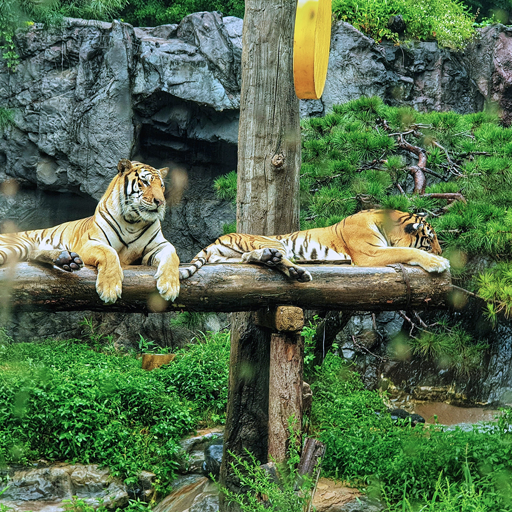 Two tigers in a jungle enclosure