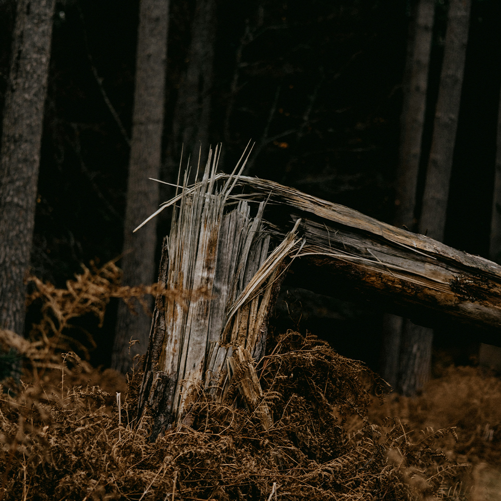 A tree broken in half
