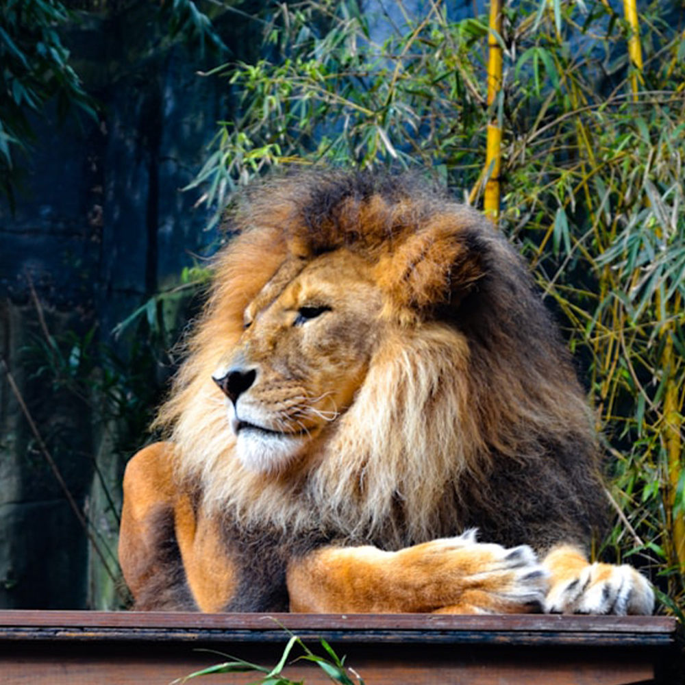A lion looking right