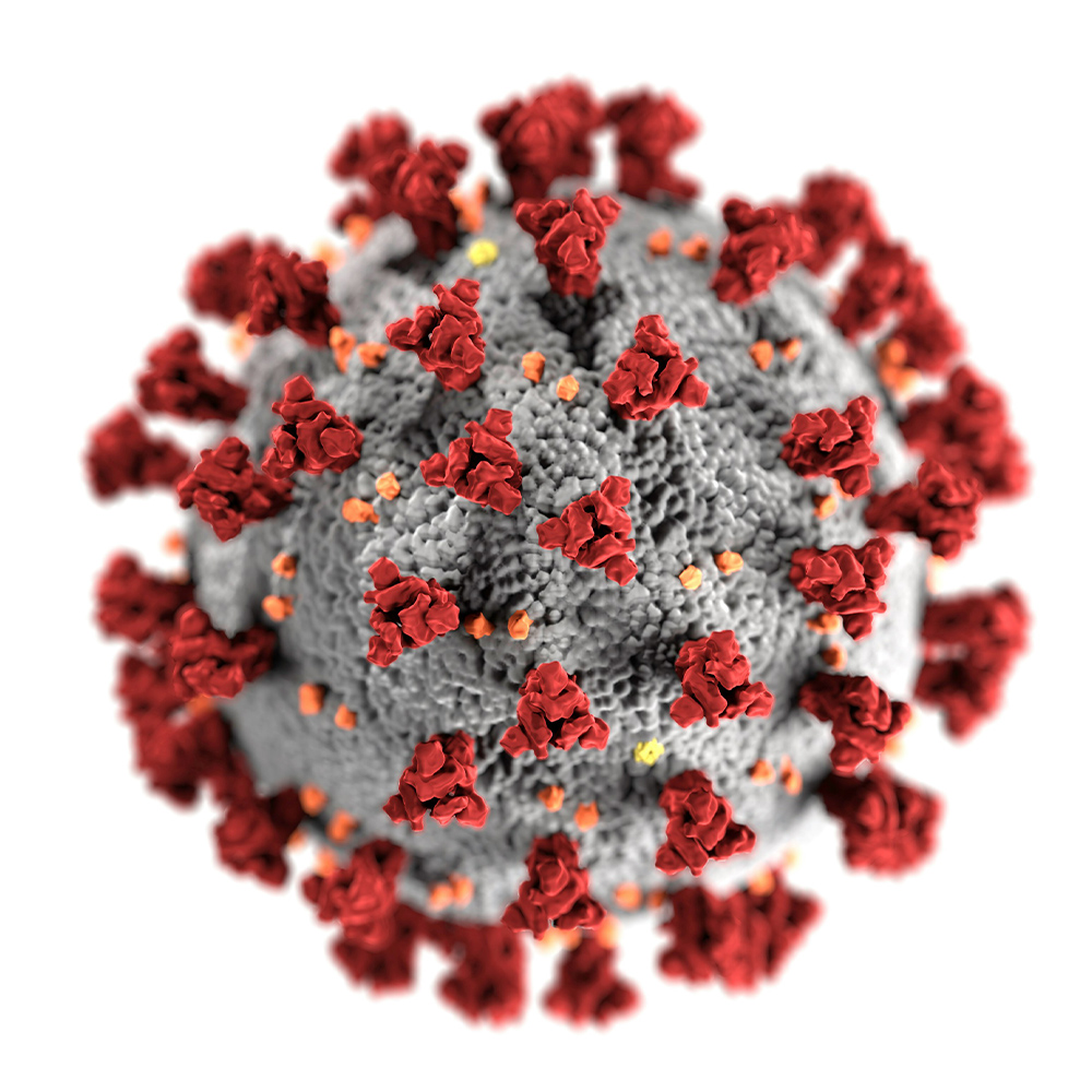 An illustration of a coronavirus molecule
