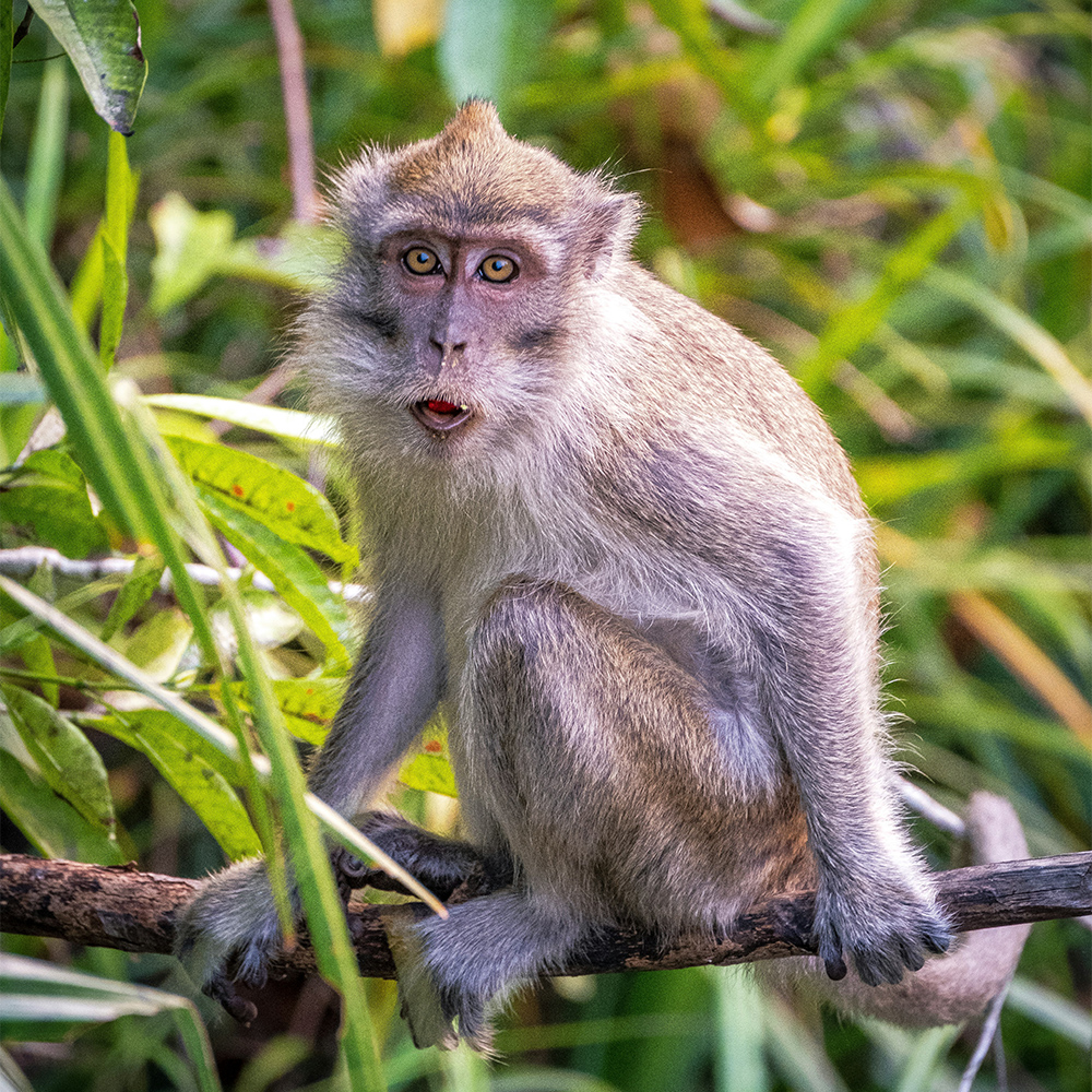 A monkey looking at the camera