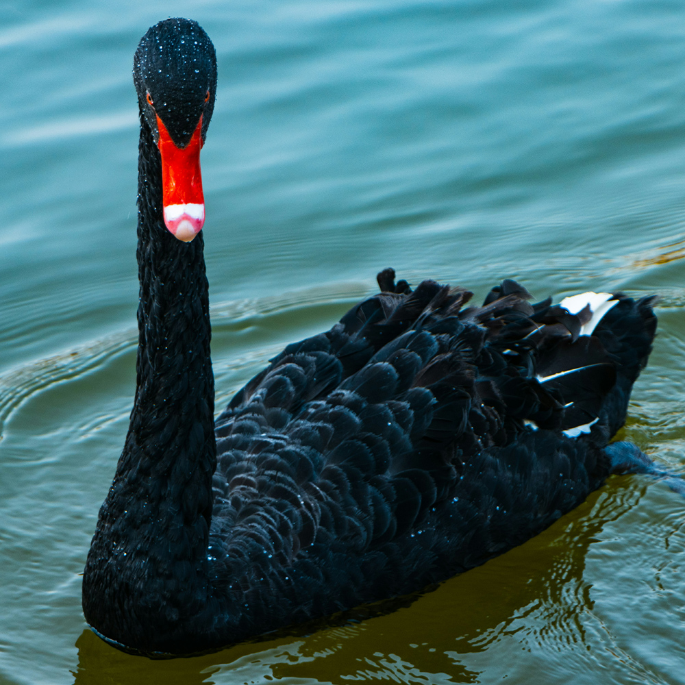 A black swan
