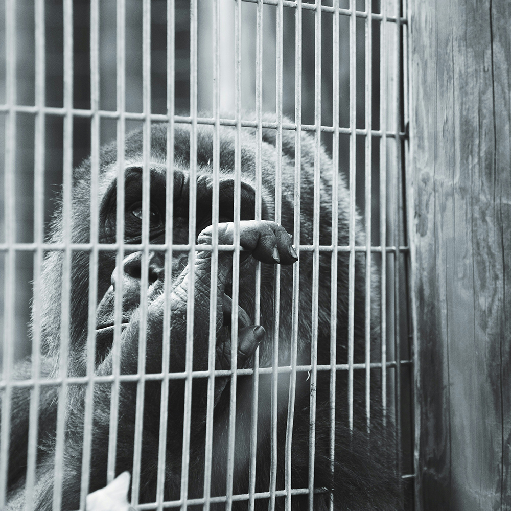 A gorilla behind a fence