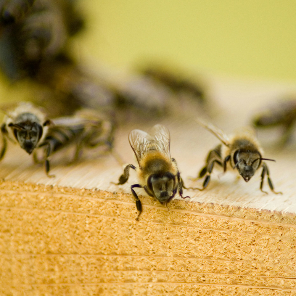 Three bees on a wooden surface